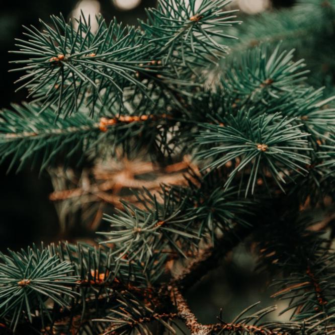 Oh Christmas Tree, Oh Christmas Tree! Top Tips To Keep Yours Green And Healthy