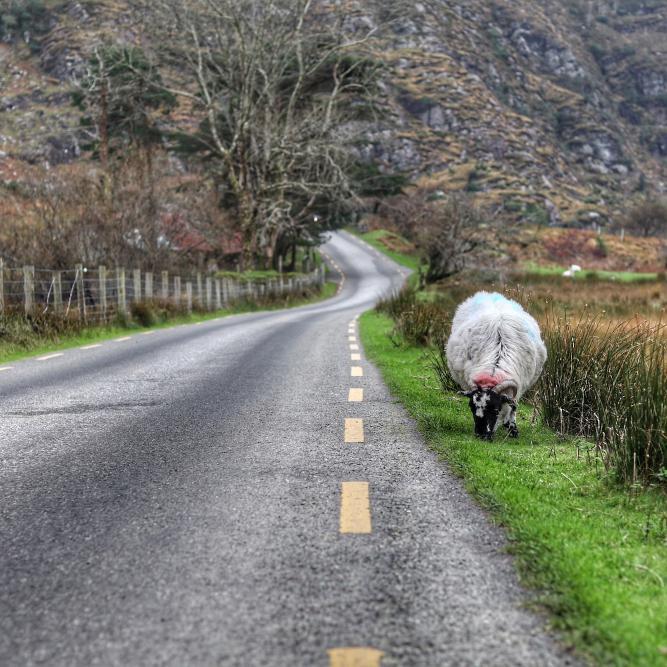 Safe Staycation: Country Roads