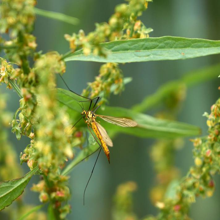 Focus On: Crane Fly Larvae